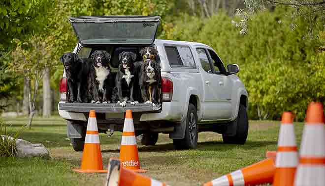 Quatre chiens Mira attendant leur entraînement