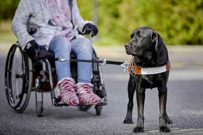 A service dog walks with his wheelchair mistress