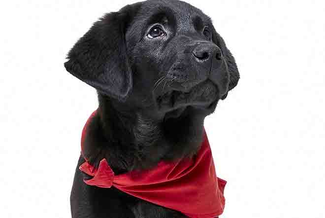 A Labrador dog with a Mira scarf