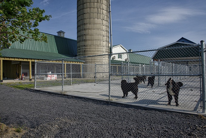 The male dogs training building