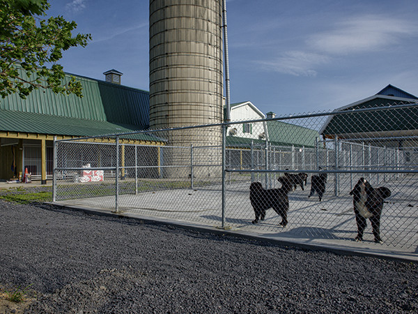 Kennels for breeding males