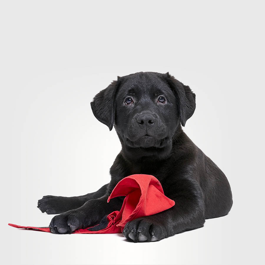 Je suis Max, un Labrador âgé de trois mois jouant avec un foulard Mira.