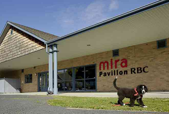 A Bernese Mountain dog puppy walking in front of the Mira building
