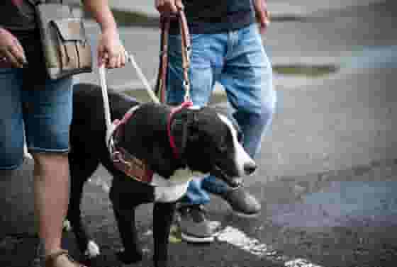 Un chien guide pendant un entraînement accompagné de sa maitresse et de son entraîneur