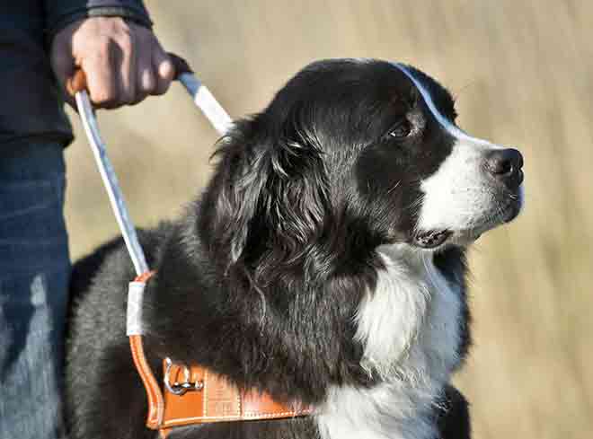 Un chien guide de type Labernois avec son harnais
