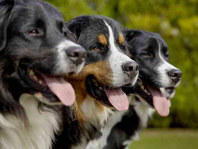 Three Bernese Mountain female dogs intended for breeding