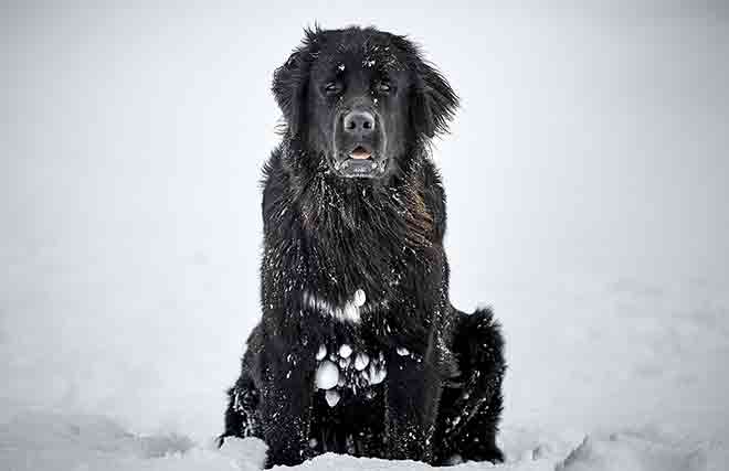 A Bernese Mountain male dog intended for breeding