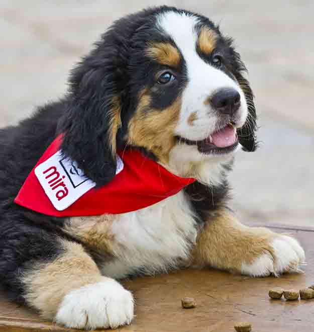 A Labernese Mira puppy lying on the ground