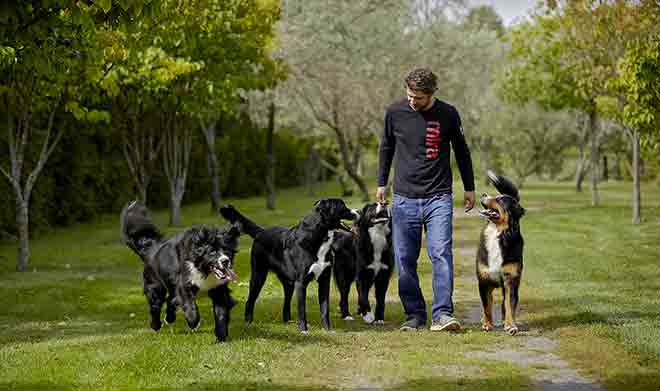 Un employé Mira promène quatre chiens Mira dans la campagne